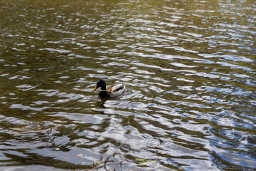 Drake duck swims on the lake. Summer day.