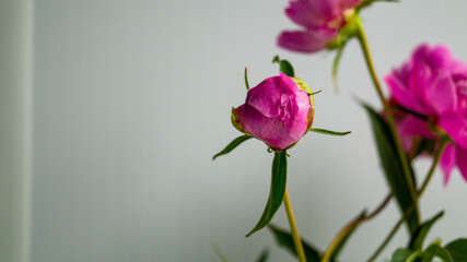 Unopened peony bud cut from a garden flower bed into a vase. The ripening process of a flower. Gardening, flower cultivation, fertilization. Place for your text.