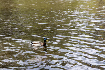 Drake duck swims on the lake. Summer day.