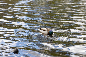 Drake duck swims on the lake. Summer day.