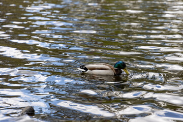 Drake duck swims on the lake. Summer day.