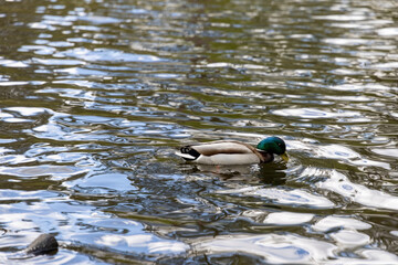 Drake duck swims on the lake. Summer day.