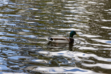 Drake duck swims on the lake. Summer day.