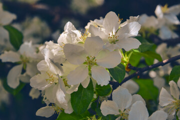 Blooming branch of a wild apple tree with large white flowers on a blurred background.