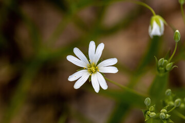 Anemone white flower on a natural background. Detailed macro view.