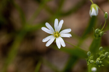 Anemone white flower on a natural background. Detailed macro view.