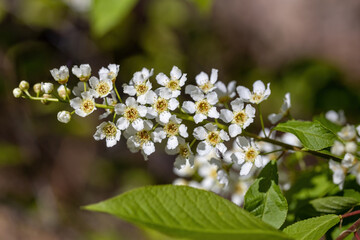 White flowers of fruit trees in spring on a background of green leaves. Detailed macro view.