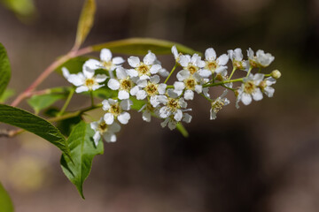 White flowers of fruit trees in spring on a background of green leaves. Detailed macro view.