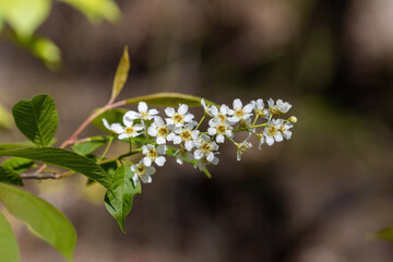 White flowers of fruit trees in spring on a background of green leaves. Detailed macro view.