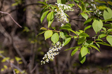 White flowers of fruit trees in spring on a background of green leaves. Detailed macro view.