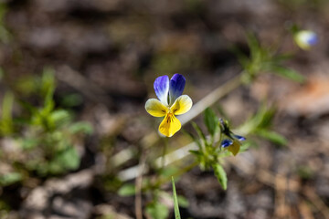 Pansy flower on a natural background. Detailed macro view.