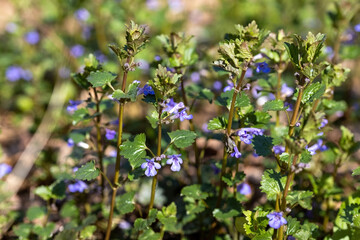 Viola cucullata purple flower on a natural background. Detailed macro view.