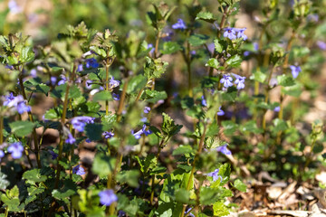 Viola cucullata purple flower on a natural background. Detailed macro view.