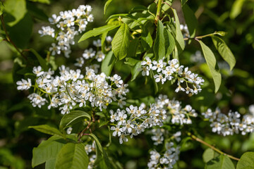 White flowers of fruit trees in spring on a background of green leaves. Detailed macro view.