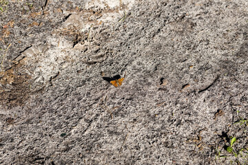 Butterfly on the ground on a sunny summer day.