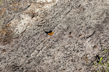 Butterfly on the ground on a sunny summer day.