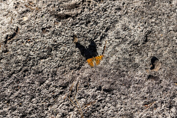 Butterfly on the ground on a sunny summer day.