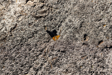 Butterfly on the ground on a sunny summer day.