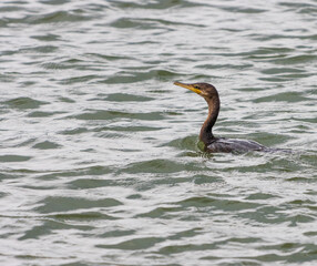 Primer plano del gran cormorán (Phalacrocorax carbo) en el estanque