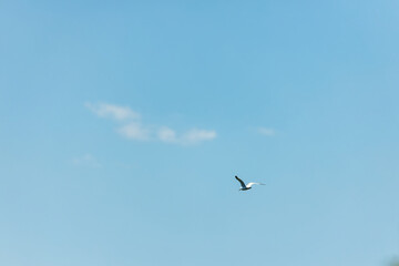 Seagull in the blue sky. Clear day.