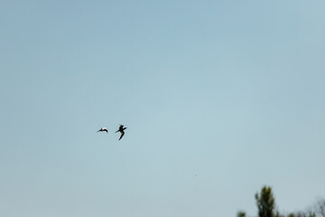 Seagull in the blue sky. Clear day.