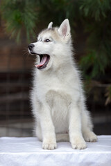 a small white Siberian husky puppy is sitting and yawning. beautiful purebred husky on an isolated background