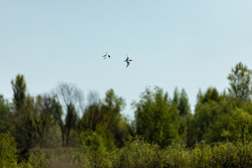Seagull in the blue sky. Clear day.