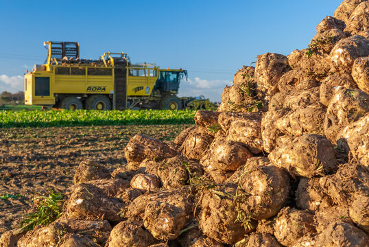 Arrachage de betterave, arracheuse int&eacute;grale Ropa, D&eacute;bardage en cours. Tas de betterave