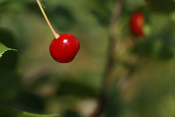 red cherries on a branch