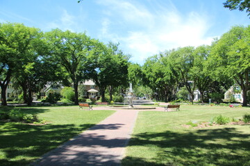 Fototapeta premium Old Elms Around Alexander Circle, Edmonton, Alberta