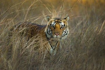 Mahaman Male Tiger, Bandhavgarh National Park 