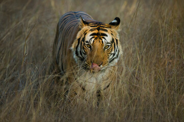 Fototapeta na wymiar Mahaman Male Tiger, Bandhavgarh National Park 