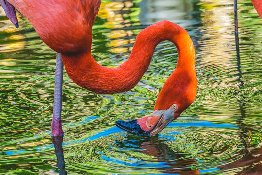 Colorful Orange Pink American Flamingo Reflection Florida