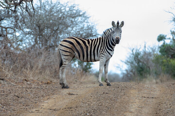 Obraz na płótnie Canvas Zebra stallion [equus quagga] on dirt road in Africa