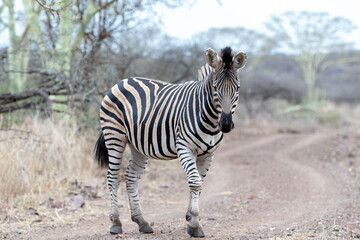 Fototapeta na wymiar Male Zebra stallion walking toward photographer on gravel dirt road in Africa