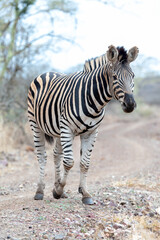 Fototapeta na wymiar Zebra stallion [equus quagga] on dirt road in Africa