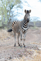 Obraz premium Zebra stallion looking at photographer on dirt road in Africa