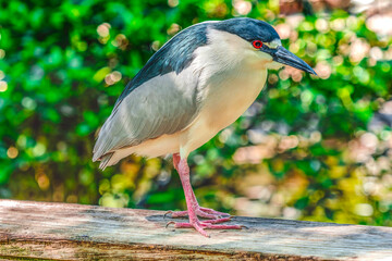 Black Crowned Night Heron Florida