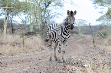 Zebra stallion looking at camera while on gravel  road in Africa