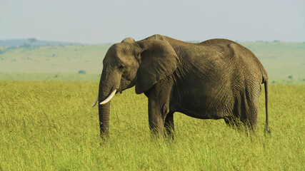 Naklejka na ściany i meble a large elephant standing in the meadows