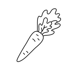 Carrot. Vegetable sketch. Thin simple outline icon. Black contour line vector. Doodle hand drawn illustration