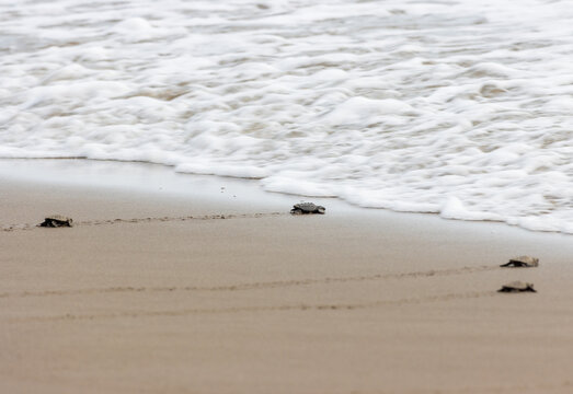 Peque&ntilde;a tortuga en una playa de arena en la playa de Playa de Tuxpan, Veracruz