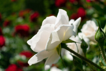 Obraz premium White rose in the garden on a background of red roses.