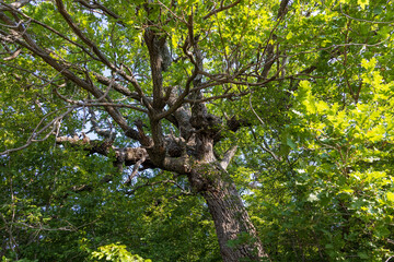 Fototapeta premium Quercus pubescens, the downy oak or pubescent oak