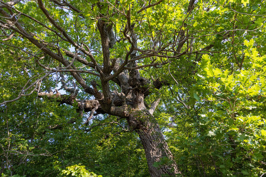 Quercus pubescens, the downy oak or pubescent oak