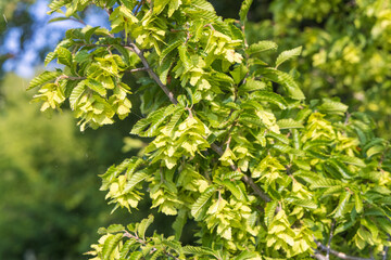 Obraz premium Fruits of Carpinus orientalis, known as the Oriental hornbeam