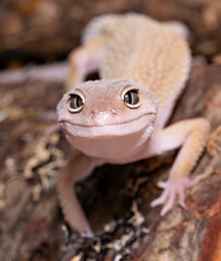 eidechse, reptil, tier, gecko, frosch, natur, amphibie, wild lebende tiere