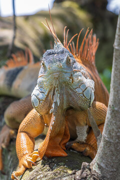 Disparo de enfoque selectivo vertical de una enorme iguana verde macho con tonalidad naranja mirando a la c&aacute;mara.