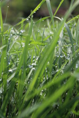 Green grass