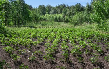 Fototapeta na wymiar Forest vegetable garden with potato bushes close-up in summer. Freshly spud potato bushes. Vegetable garden in the forest. In the background, trees with green foliage and a blue sky. Russia (Ural) 